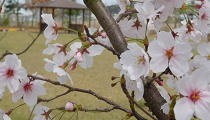 「リハビリガーデン」　桜